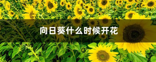 向日葵什么时候开花，向日葵图片