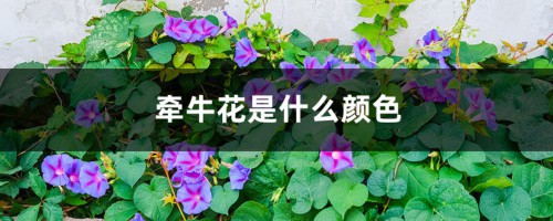 牵牛花是什么颜色