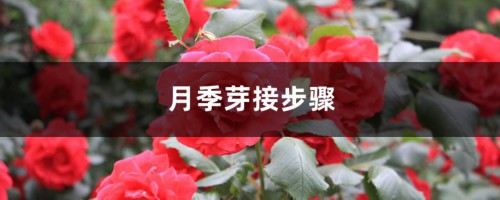 月季芽接步骤