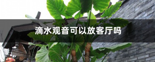 滴水观音可以放客厅吗