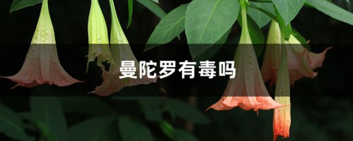 曼陀罗有毒吗