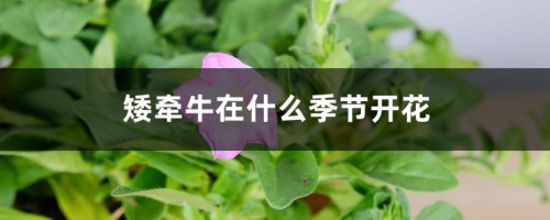 矮牵牛在什么季节开花