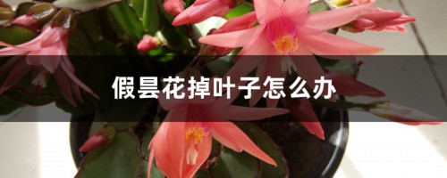 假昙花掉叶子怎么办