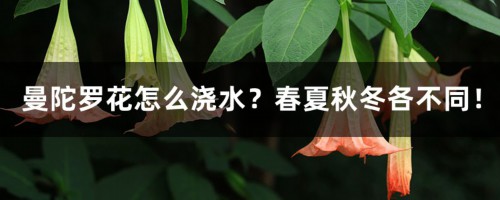 曼陀罗花怎么浇水？春夏秋冬各不同！