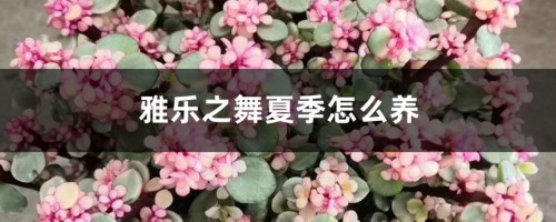 雅乐之舞夏季怎么养