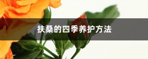 扶桑的四季养护方法