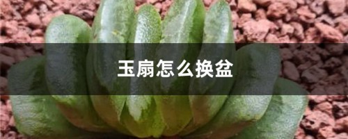 玉扇怎么换盆